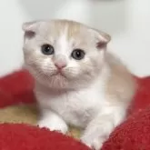 スコティッシュフォールド(折れ耳)
