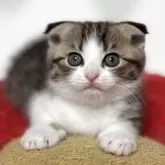 スコティッシュフォールド(折れ耳)