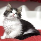 ノルウェージャンフォレストキャット