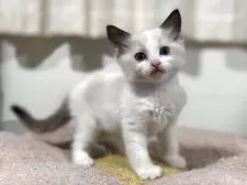 ラグドール【神奈川県・女の子・2025年11月4日・シールポイントバイカラー】の写真2