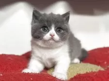 ブリティッシュショートヘア【神奈川県・女の子・2025年10月16日・ブルー&ホワイト】の写真2