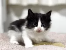 ノルウェージャンフォレストキャット【神奈川県・女の子・2025年10月7日・ブラック&ホワイト】の写真2