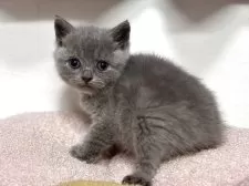 ブリティッシュショートヘア【神奈川県・女の子・2025年4月13日・ブルー】の写真7