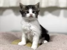 ノルウェージャンフォレストキャット【神奈川県・女の子・2025年10月3日・ブラウンタビー&ホワイト】の写真2