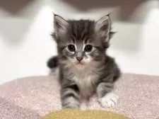 ノルウェージャンフォレストキャット【神奈川県・女の子・2025年4月11日・ブルータビー&ホワイト】の写真3