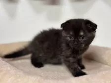 スコティッシュフォールド(折れ耳)【神奈川県・女の子・2025年2月23日・トーティー】の写真5