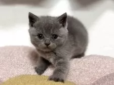 ブリティッシュショートヘア【神奈川県・女の子・2025年4月13日・ブルー】の写真8