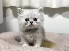 ペルシャ【神奈川県・男の子・2025年10月8日・チンチラシルバー】の写真4