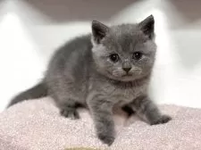 ブリティッシュショートヘア【神奈川県・女の子・2025年4月13日・ブルー】の写真9