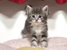 ノルウェージャンフォレストキャット【神奈川県・女の子・2025年4月11日・ブルータビー&ホワイト】の写真4