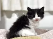 ノルウェージャンフォレストキャット【神奈川県・女の子・2025年10月7日・ブラック&ホワイト】の写真4