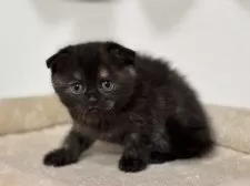 スコティッシュフォールド(折れ耳)【神奈川県・女の子・2025年2月23日・トーティー】の写真6