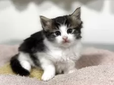 ノルウェージャンフォレストキャット【神奈川県・女の子・2025年10月3日・ブラウンタビー&ホワイト】の写真5