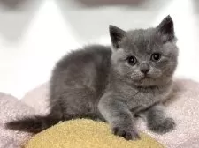 ブリティッシュショートヘア【神奈川県・女の子・2025年4月13日・ブルー】の写真10