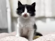 ノルウェージャンフォレストキャット【神奈川県・女の子・2025年10月7日・ブラック&ホワイト】の写真5