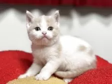 ブリティッシュショートヘア【神奈川県・女の子・2025年7月30日・クリーム&ホワイト】の写真4