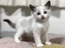 ラグドール【神奈川県・女の子・2025年11月4日・シールポイントバイカラー】の写真6