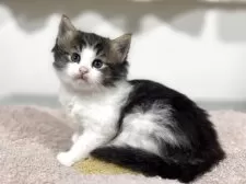 ノルウェージャンフォレストキャット【神奈川県・女の子・2025年10月3日・ブラウンタビー&ホワイト】の写真7