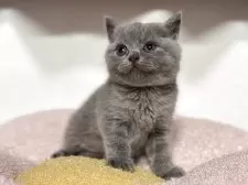 ブリティッシュショートヘア【神奈川県・女の子・2025年4月13日・ブルー】の写真11