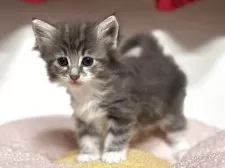 ノルウェージャンフォレストキャット【神奈川県・女の子・2025年4月11日・ブルータビー&ホワイト】の写真8