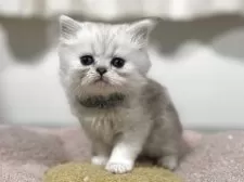 ペルシャ【神奈川県・男の子・2025年10月8日・チンチラシルバー】の写真9