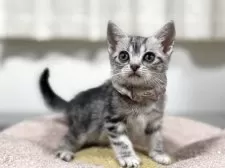 アメリカンショートヘア【神奈川県・女の子・2025年7月31日・シルバータビー】の写真9