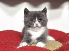 スコティッシュフォールド(立ち耳)【神奈川県・男の子・2025年9月20日・ブルー&ホワイト】の写真5