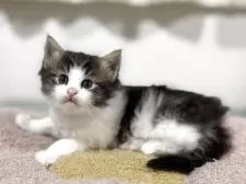 ノルウェージャンフォレストキャット【神奈川県・女の子・2025年10月3日・ブラウンタビー&ホワイト】の写真9