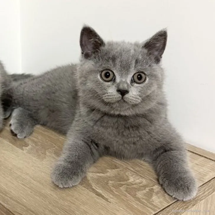 ID:2310-02526の子猫