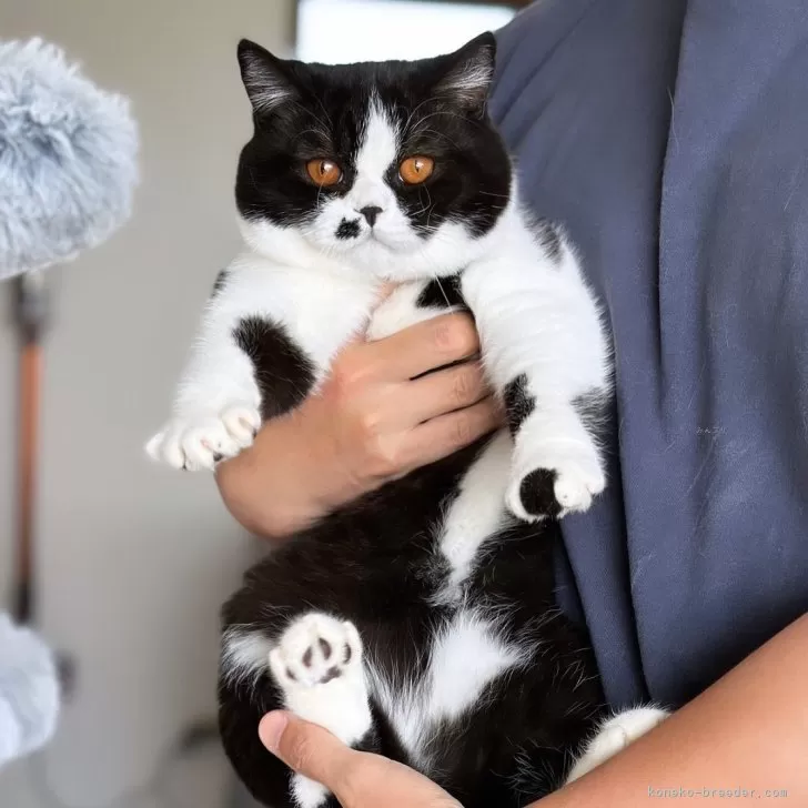 ブルーキャット 様のお迎えした子猫