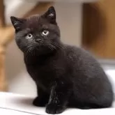 ブリティッシュショートヘア
