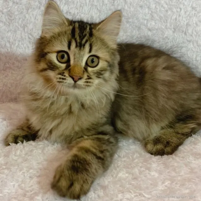 ID：2106-00062の子猫