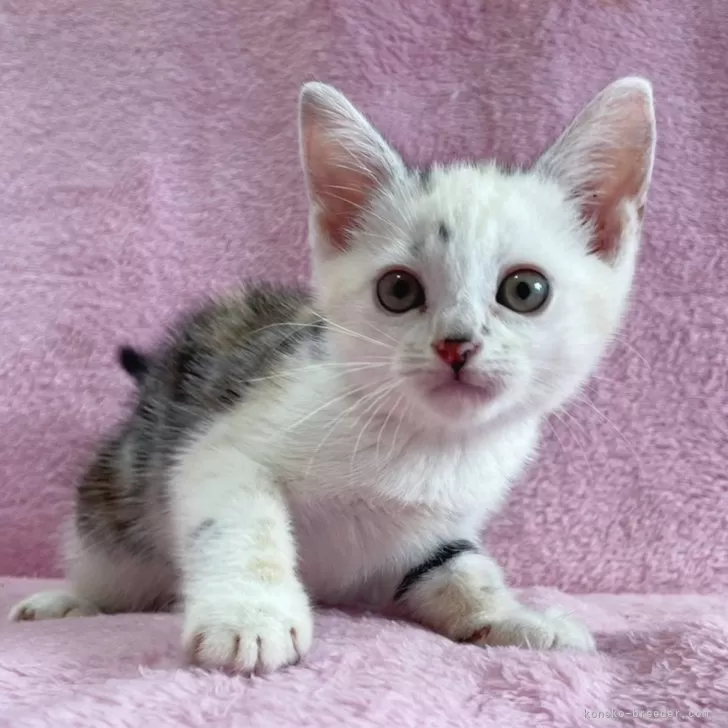 ID：2406-01119の子猫