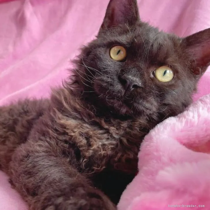 ID:2204-01638の子猫