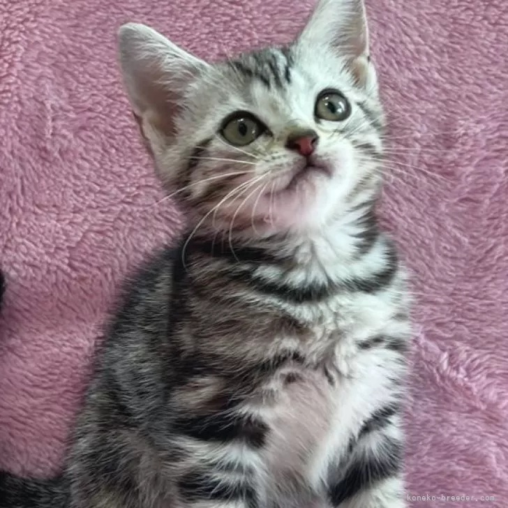 ID：2406-01115の子猫