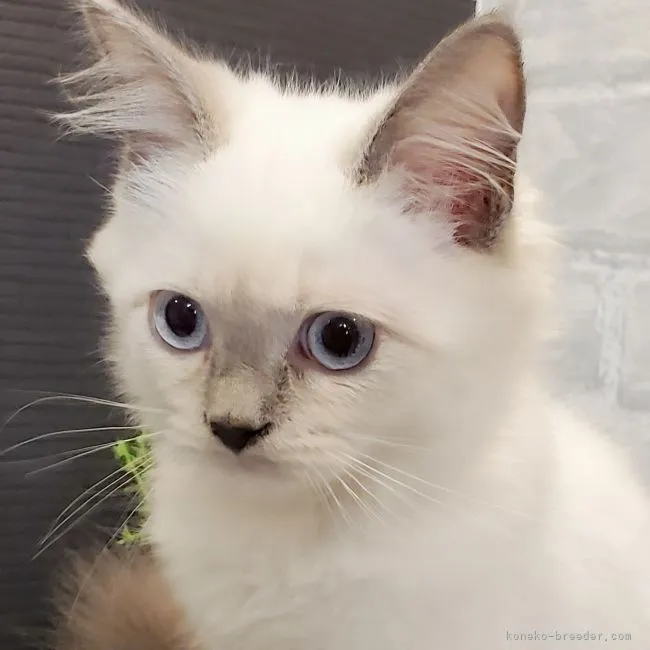 ID：2109-00589の子猫