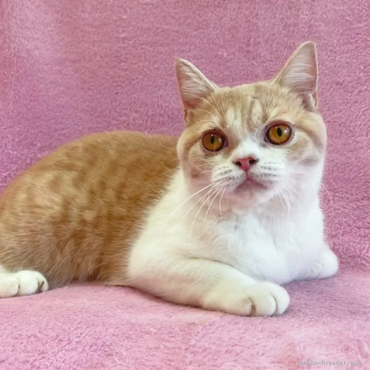 ID：2303-00352の子猫