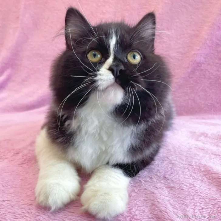 ID:2304-03561の子猫