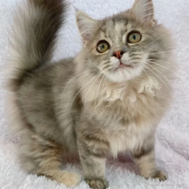 ID:2108-00192の子猫