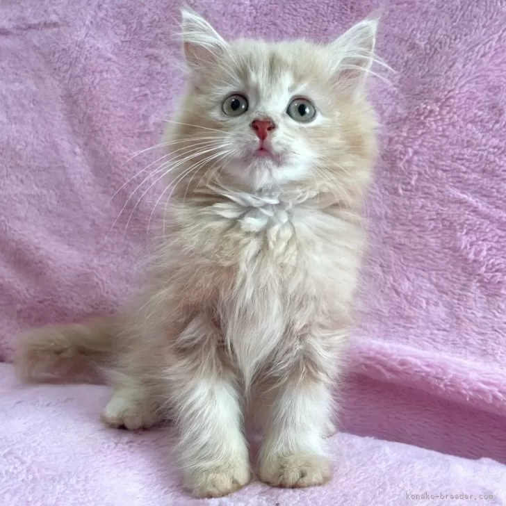 ID:2409-01929の子猫
