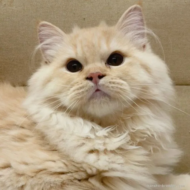 ID：2106-01625の子猫