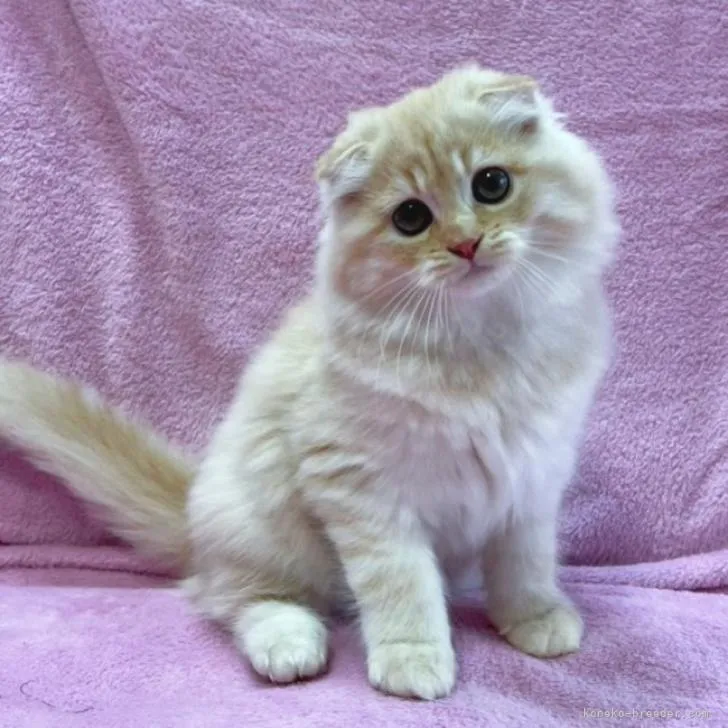 ID：2212-01878の子猫