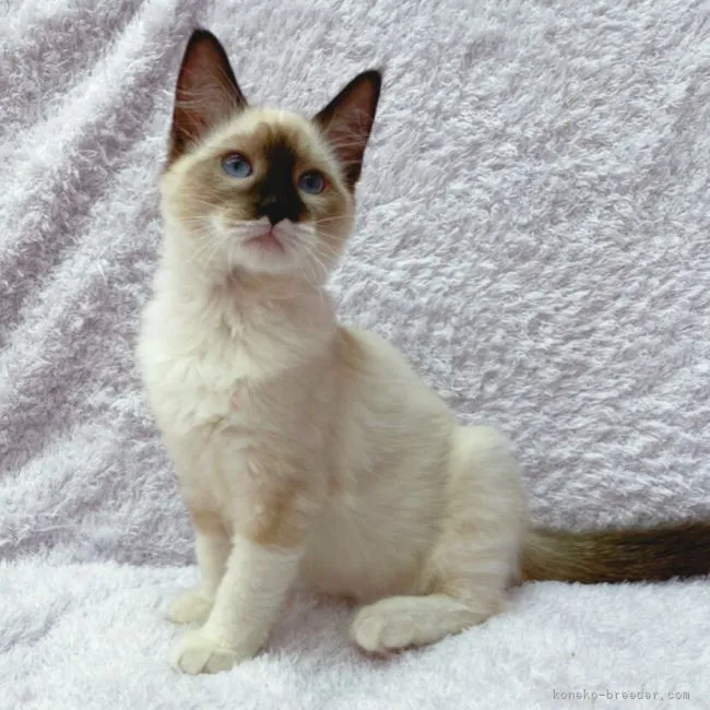 ID：2201-00304の子猫