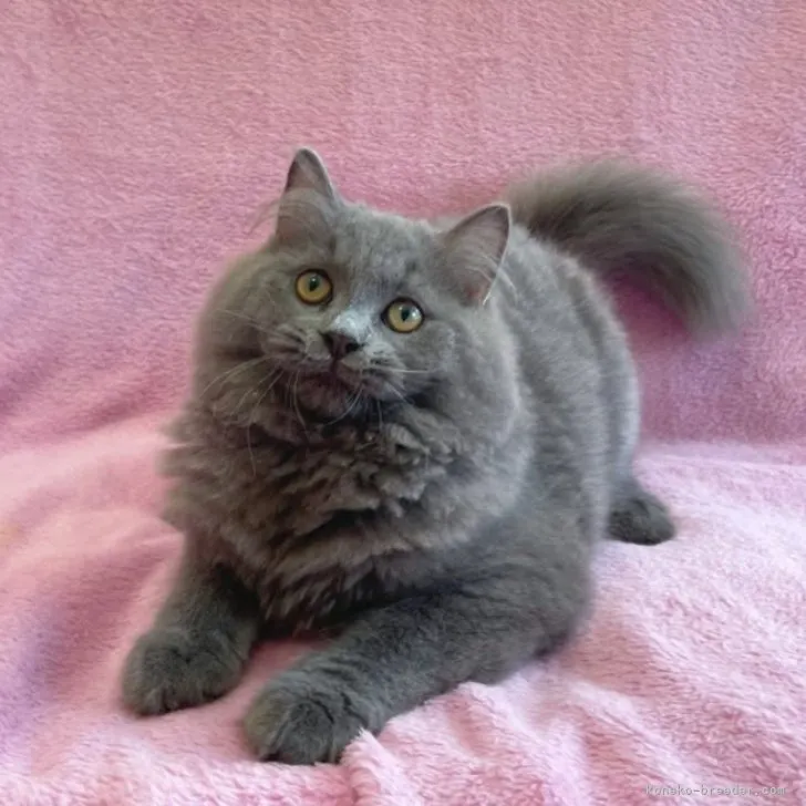 ID:2304-03563の子猫