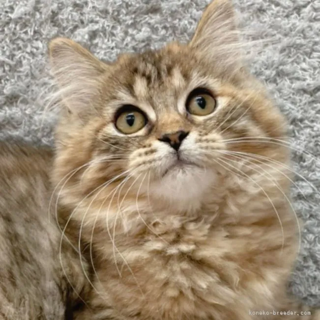 ID:2110-01658の子猫