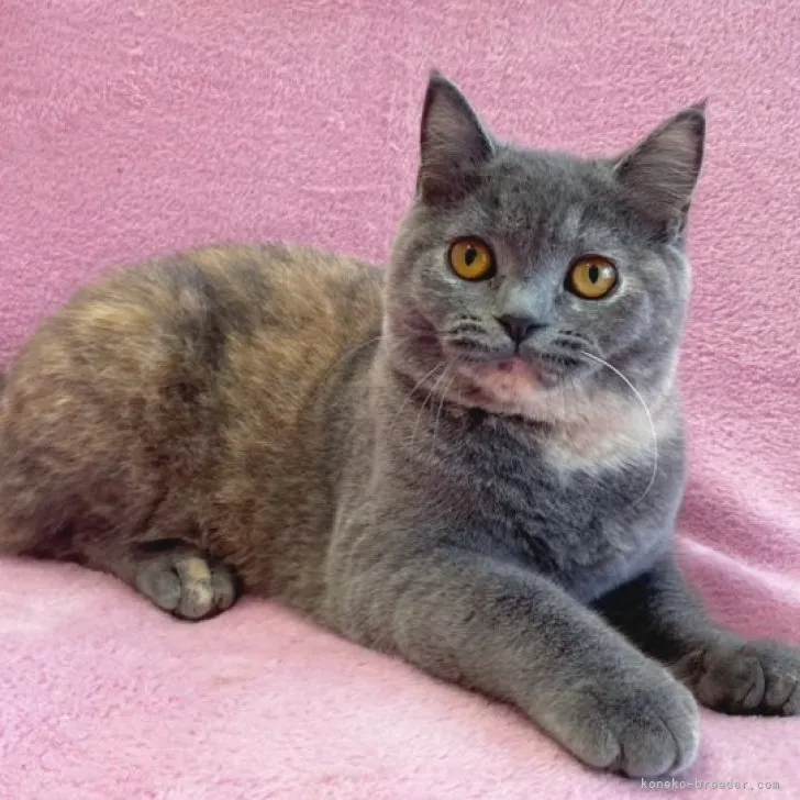 ID：2303-00354の子猫