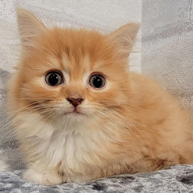 ID:2110-01657の子猫
