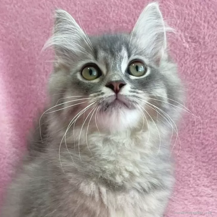 ID:2407-00943の子猫