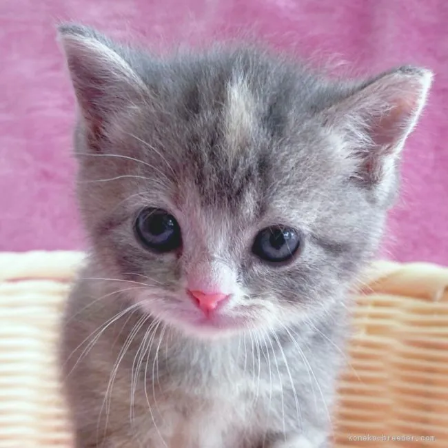 ID:2204-01678の子猫