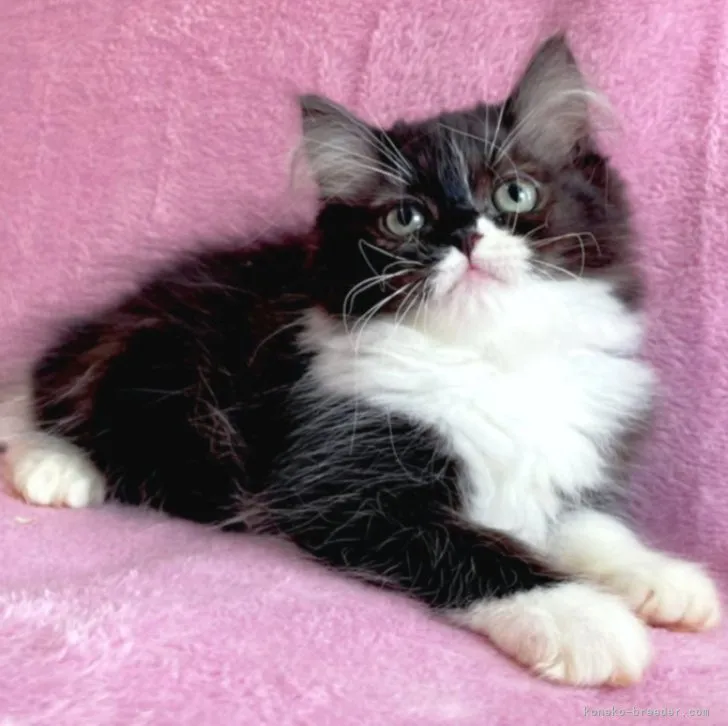 ID：2304-03555の子猫